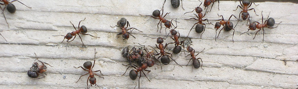 banner disinfestazione formiche